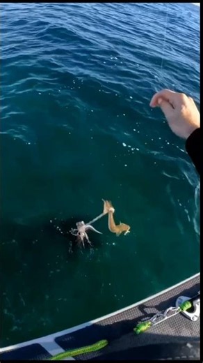 Big Squid attacks King George Whiting !!