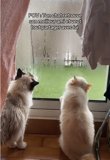 Le meilleur binôme ces 2 chats 😸 #ragdoll #kitten #cat #chat #catlover