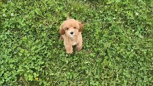 Davis - Cavapoo puppy for sale
