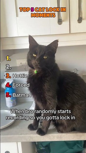 TOP 5 Cat Lock-In Moments That Prove Felines Mean Business
