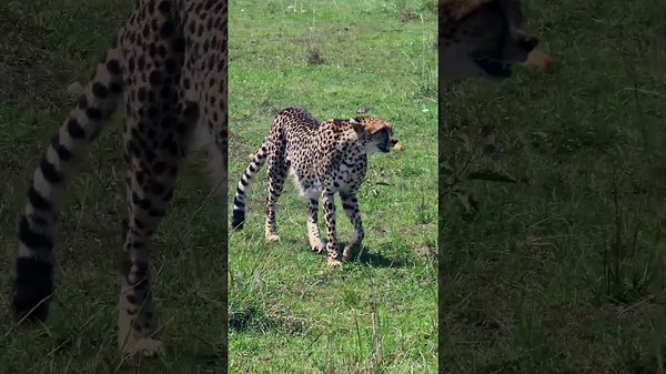 Must-See Cheetah On The Move In The Wild