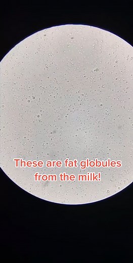 Up Close with Milk — Fat Globules Under the Microscope
