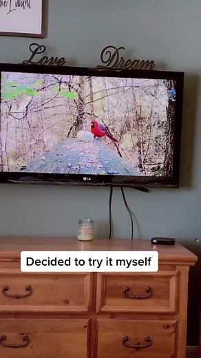 #stitch with @kalainthekingdom 🐾 BRILLIANT IDEA🤣 #catsoftiktok #hack #birds #catmom #Willow #cat