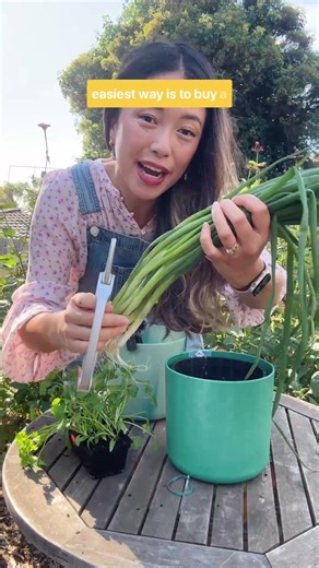 How to grow herbs in pots