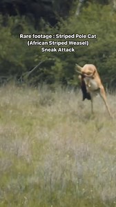 3.6M views · 5.3K reactions | Correction: The original video is from...