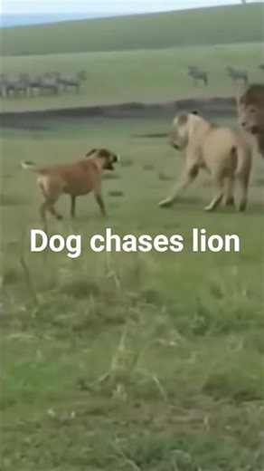 Dog chases lion