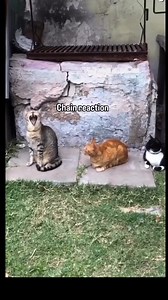 chain reaction | Posting cat content till I succeed in life