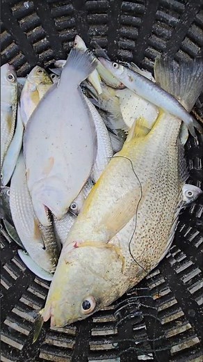 Beach Seine Nets Catch Many Fish