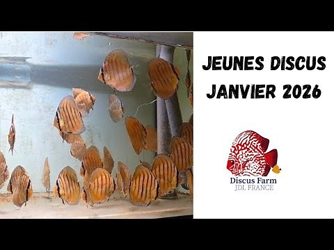 January 2026 update on current and future availability of #discusfish farm products