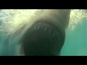 Epic Great White Shark Attack