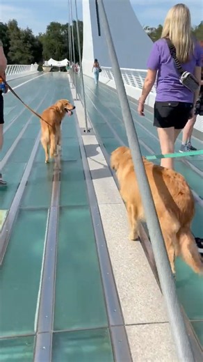 Tucker Crossing the Sundial Bridge! #shorts