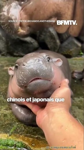 Grâce à un bébé hippopotame star des réseaux, un zoo double son nombre de visiteurs en Thaïlande