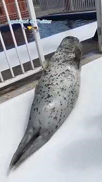 Why Does THIS SEA SEEL Keep hitting its Belly?