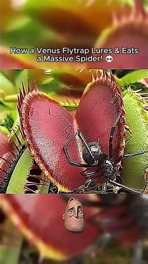 Giant Spider vs Venus Flytrap – Who Wins?