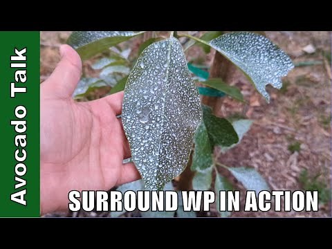 Surround WP In Action🥑Avocado Talk🥑