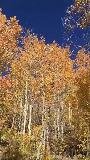Healing sounds of Quaking Aspens 🍂 Aspens in Autumn