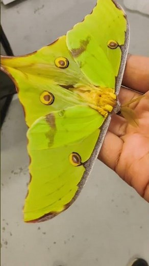 Another beautiful African Moon Moth at Callaway Gardens! Lovely male #moths #africanmoonmoth #shorts