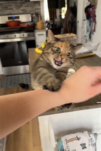 Affectionate Fluffy Kitten Moments