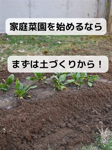 本日は、家庭菜園の肝である土づくりの基本についてお話しさせていただきます🌱 今年の春から家庭菜園を始めてみたいなという方！ ぜひ参考なれば幸いです🥰 1️⃣良い土の条件を知ろう 家庭菜園で野菜の育ちがよい土の条件は4つあります。どれかが欠けるようであれば、条件がそろうように土壌改良をしましょう。 2️⃣土づくりは作物を入れ替えるタイミングで 土づくりのタイミングは大きく分けると、春の前、秋の前など最低でも年1～2回です。遅くても種まきや苗の植え付けを行う2～3週間ほど前までに土づくりを行います。 3️⃣土づくりのための土を用意 土は品質と価格が比例します。安価な土は高熱処理などの殺菌消毒がしっかりとされていない場合があります！ 4️⃣土の耕し方を知ろう 野菜用の培養土というそのまま使える土が販売されています。植えたい場所を30cmくらい掘って、培養土を入れて畑を作ります。 元肥として化成肥料を1平方メートル当たり約150gほど均一にまいて、混ぜ合わせながら耕して1～2週間たったら畑の完成です。 いかがだったでしょうか？ 土づくりの基本をしっかり覚えて今年の家庭菜園も成功させましょう