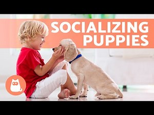 How to SOCIALIZE a PUPPY With PEOPLE 🧍🏼‍♀️🧍🏻🐕