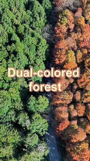 Aerial footage captured striking color dualities at a forest in southwest China's Chongqing. #Chongqing #forest | China Xinhua News