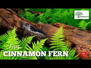 CINNAMON FERNS - TN NURSERY