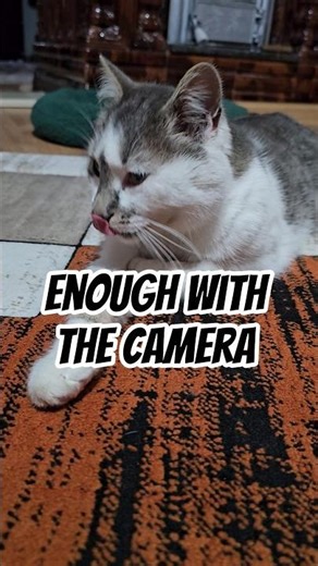 Cat wanted some privacy #catshorts #cutecat #catvideos #catlife