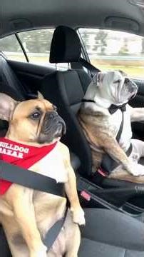 Bulldog’s Weird Behavior 😳 Can’t Swim But Loves Water?! #shorts #dogs #facts #bulldog #cleverdogs