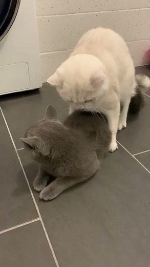 Cat mating. Female cat screams during mating.