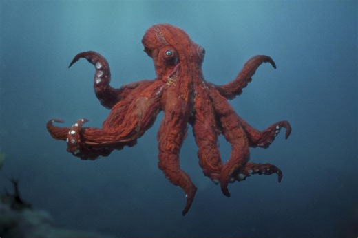 Stream It Or Skip It: 'Octopus!' on Prime Video, a funny docuseries that examines the lives of the smart, eight-armed cephalopods