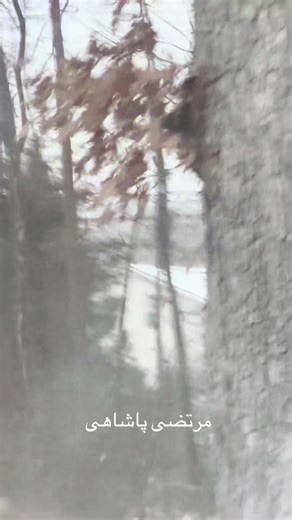 Palo MJ (@palo_mj2208)’s videos with Setayesh - Remix - Morteza Pashaei