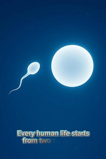 How Does a Woman’s Body Create a Baby?