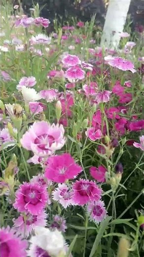 Beautiful Garden #dailyshorts| #biology |#dailyvlog | #sad |#song \\\\{"simpleText":"Sign in"}{"simpleText":"Sign in"}{"runs":[{"text":"Save"}]}Want to watch this again later?Nandkishor kumar {"simpleText":"Personalized"}{"simpleText":"None"}{"runs":[{"text":"Unsubscribe"}]}Nandkishor kumar ?Nandkishor kumar ?27:14{"content":"3Blue1Brown","styleRuns":[{"startIndex":11,"styleRunExtensions":{"styleRunColorMapExtension":{"colorMap":[{"key":"USER_INTERFACE_THEME_DARK","value":4289374890{"content":"9