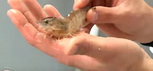 Latvian shrimp farmers have high hopes for the future