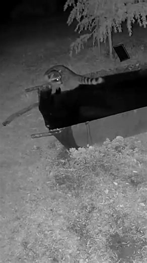 Raccoon playing or surprised with moving water in the wildlife bath