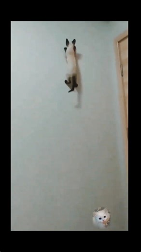 Kitten meowing |Cat sound |Catvideo| Cat |Cat voice |Persian cat sound|Persian cat. 213