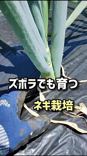 Lazy-proof green onion growing method