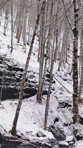 How much silence can you bear? In the winter-throttled forests of the Romanian Carpathians, where the firs stand like a congregation of austere monks and the snow drapes the earth in monastic linen, the bear moves as a slow, deliberate punctuation mark in an otherwise breathless manuscript. Tourism brochures speak of pristine landscapes, of Europe’s last great wilderness, but out here the word pristine feels naïve. This is older than adjectives. Older than fear. The forest does not glitter; it b