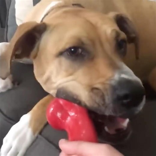 He Don’t Wanna Play With You!!