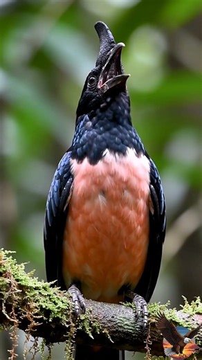 Shocking Bird Calls | Screaming Birds in Their Natural Habitat! | Real Wildlife Birds