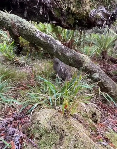 *The Kiwi: New Zealand's National Icon* The kiwi is a small, flightless bird native to New Zealand. It's a beloved national symbol, representing the country's unique wildlife and cultural heritage. *Interesting Facts* 1. *Nocturnal*: Kiwis are nocturnal birds, meaning they're most active at night. 2. *Distinctive call*: Kiwis make a distinctive, high-pitched call that sounds like "kiwi." 3. *National symbol*: The kiwi is featured on many New Zealand coins, stamps, and national emblems. 4. *Endan