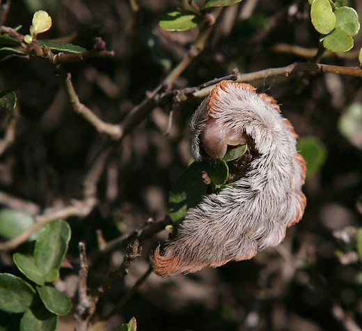 Beware the Texas Asp: Learn more about the dangers of the fuzzy caterpillar
