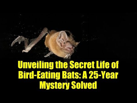 Unveiling the Secret Life of Bird-Eating Bats: A 25-Year Mystery Solved