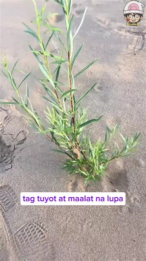 Paano Pinigilan ng China ang Disyerto Gamit ang Simpleng Paraan! | Marby Stories