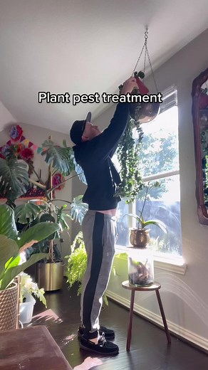 This method is a great way to ensure full coverage of your pest prevention product! Houseplants will get pests from time to time, that’s just part of the hobby. The trick in not getting frustrated is to find a way to make every task of the hobby enjoyable, including the pest control! I like to set time aside and make it a peaceful practice. #houseplants #pestcontrol #planttips