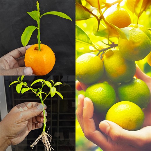 16K views · 422 reactions | Propagate Lemon tree from cutting with an orange and aloe vera !!! (the easy way) | Rana Craft | Facebook