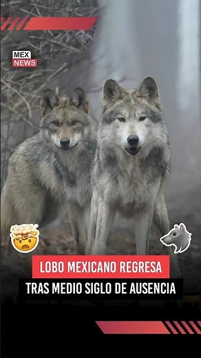The Mexican wolf returns after decades 🐺