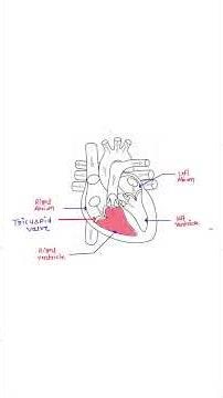 How the Heart Pumps Blood #circulatory_system #heart