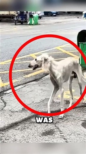 poor dog rescue #animals #shorts