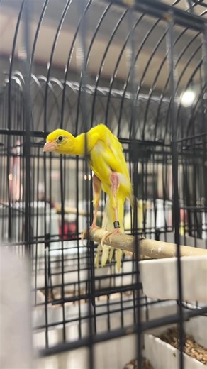 Gibber Italicus Canary Care and Showcase
